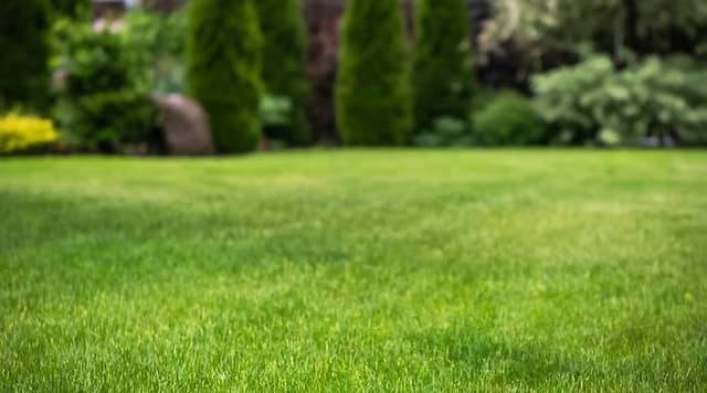 Professional lawn care service